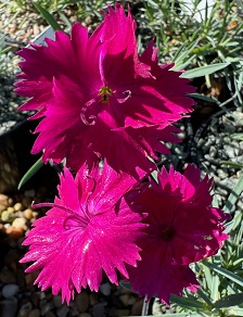 Dianthus 'Neon Star'